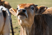 Close Up Of The Head Of A Young Brown Zebu Curiously Craning His Head And Snout Upwards