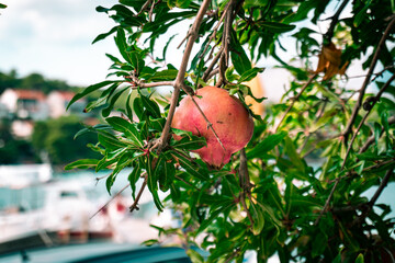 Sticker - Close-up shot of a Pomegranate fruit growing on a tree on a sunny day on a blurred background