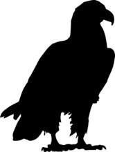 Bald Eagle Silhouettes PNG SVG EPS Bald Eagle Vector Bald Eagle Clipart