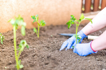 Canvas Print - High angle of unrecognizable person in gloves working in garden