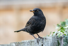 Closeup Shot Of A Blackbird With Blurred Background