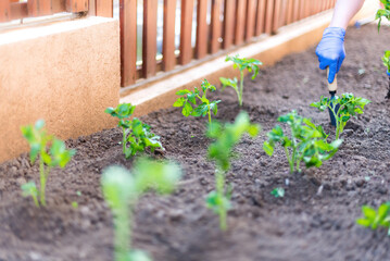 Poster - High angle of unrecognizable person in gloves working in garden