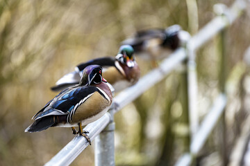 Canvas Print - Male Wood Ducks in Victoria BC