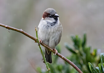 Wall Mural - Closeup shot of a Sparrow sitting on a tree branch