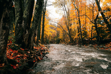 Canvas Print - Beautiful shot of a river in an autumn forest