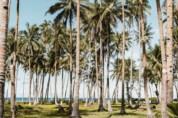 Sticker - Beautiful view of a beach with palm trees in Cebu, Bantayan