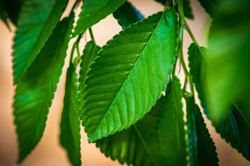 Poster - Closeup shot of green leaves