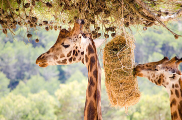 Wall Mural - Side view of giraffes eating dried grass while standing under a tree with small cones