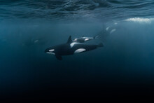 Scenic View Of The Beautiful Baby Orca In The Ocean