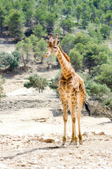 Canvas Print - Tall giraffe grazing in a pasture. The green trees and sandy ground in summer