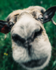 Poster - Vertical closeup shot of the face of a goat looking at the camera lens in a green field