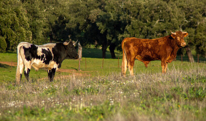 Poster - Cows standing on a farm during the daytime