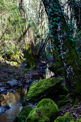 Poster - Vertical shot of a river stream flowing through the forest