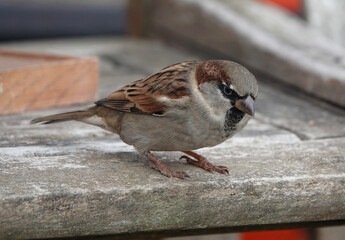 Wall Mural - Closeup shot of a male house sparrow on a wooden chair