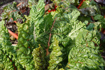 Canvas Print - Closeup shot of a Swiss chard leaf vegetable growing in a greenhouse