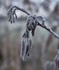 Poster - Vertical shot of plants in frost