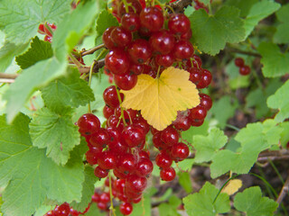 Wall Mural - Branch of red currant berries in the garden