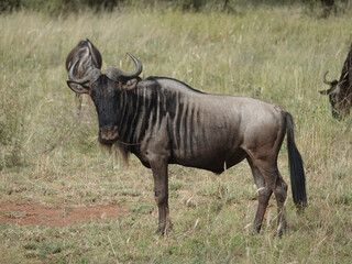 Sticker - Wildebeest in a field in Africa