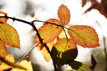 Sticker - Closeup shot of colorful dry leaves on a blurred background