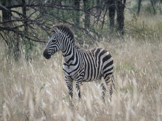 Sticker - Zebra in a field in Africa