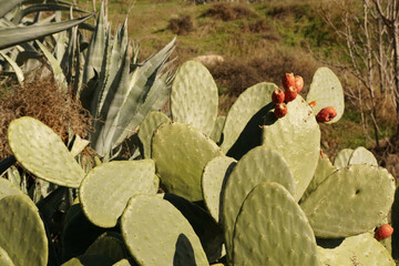 Poster - Scenic view of cacti in a garden on a sunny day