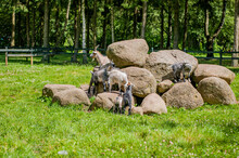 Goats Climbing A Pile Of Stones