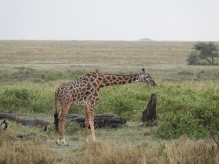 Canvas Print - Giraffe in a field in Africa