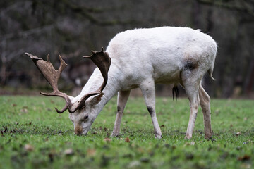 Sticker - Closeup of a deer in a field in Hannover, Lower Saxony, Germany