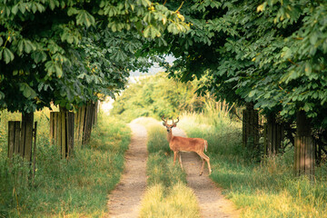 Sticker - Closeup of a deer in a forest