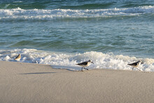 Small Seagulls Walking On The Sandy Beach Right Across The Sea Waves In Miramar Beach, Florida