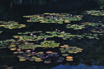 Sticker - Beautiful shot of water lilies in the water.