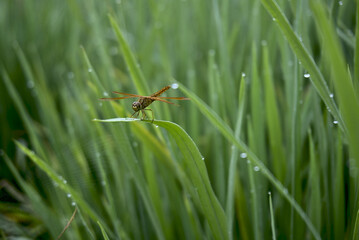 Canvas Print - Close-up shot of the dragonfly in the rice field.