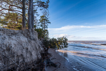 Poster - Storm broken trees on the Baltic sea coast, Kolka, Latvia.