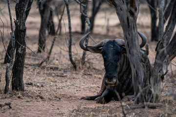 Canvas Print - Scenic view of a black bull lying on the ground in a forest