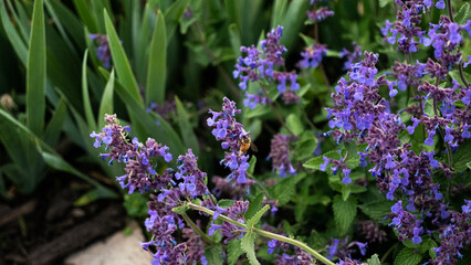 Wall Mural - closeup shot of a nepeta blossoming in the garden