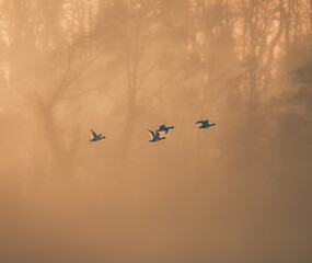 Wall Mural - Flock of flying birds on a foggy forest during sunrise