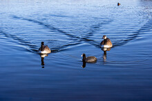 Beautiful Shot Of Three Ducks Swimming In The Pond