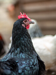 Canvas Print - Vertical closeup shot of a black rooster head