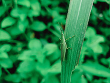 Grasshopper In Nature.
