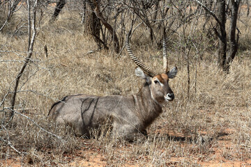 Poster - Closeup of the male waterbuck sitting in the overgrown dry grass