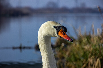 Sticker - Selective focus shot of a swan head against a lake