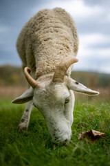 Poster - Vertical shot of a sheep grazing in a grassland