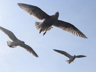 Wall Mural - close-up shot of a flying seagulls