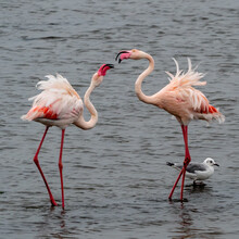 Flamingos Fighting In The Sea Near The Walvis Bay, Namibia