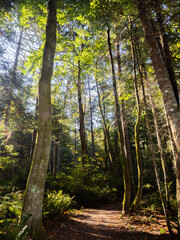 Wall Mural - Forest trail in the sunlight