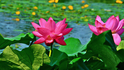 Wall Mural - Beautiful shot of a wild pink water lily