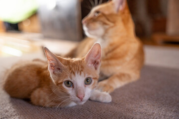 Poster - Closeup of the cute ginger cat with its kitten on the floor.