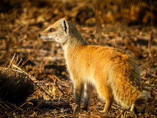 Canvas Print - Closeup shot of a cute meerkat