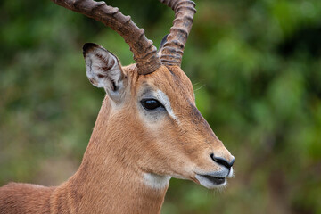 Poster - Portrait of an impala ram with long horns