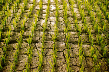 Wall Mural - Green seedlings in an agricultural field